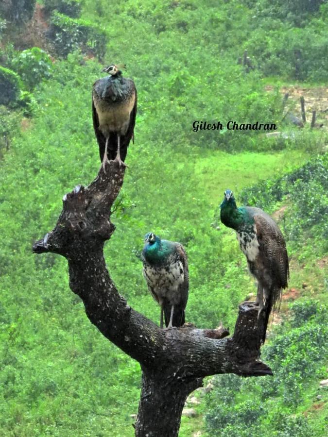Rain Drops Premium Villas - Athirappilly Buitenkant foto